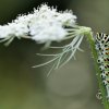 PAPILLON. CHENILLE DE MACHAON se régalant sur une carotte sauvage. Jardin. LISE JALOUX